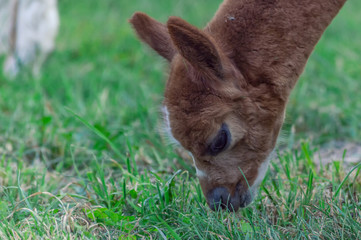 Cute little alpaca 