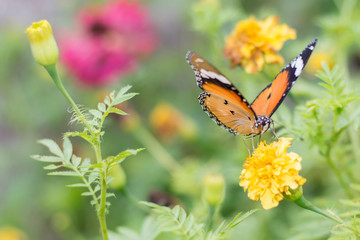 butterflies in a beautiful flower garden