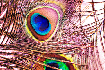 Obraz premium Colorful and Artistic Peacock Feathers. Macro photo of an arrangement of luminous peacock feathers.