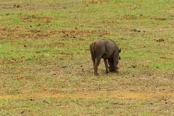 Wild boar in the Savannah