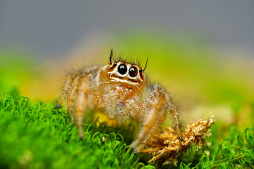 Naklejka na ściany i meble Beautiful spider on a spider web- Stock Image 