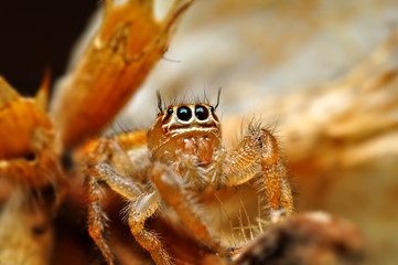 Beautiful spider on a spider web- Stock Image     