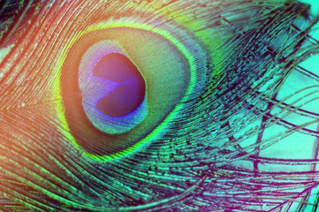 Obraz premium Colorful and Artistic Peacock Feathers. Macro photo of an arrangement of luminous peacock feathers.