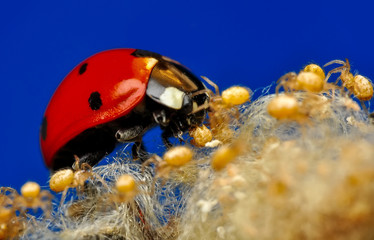 Beautiful ladybug and spiders
