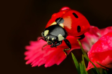 Beautiful ladybug on leaf defocused background