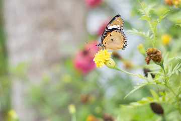 butterflies in a beautiful flower garden