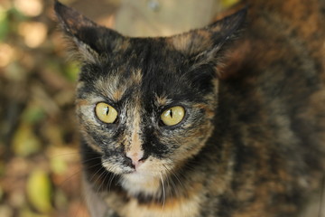 Fototapeta premium Focus