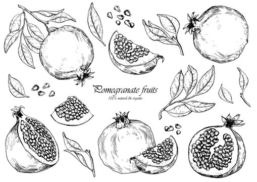 Vector set of pomegranate fruits. Isolated elements for design.