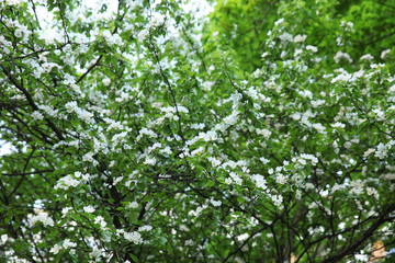 Fototapeta na wymiar Large tree of cherry blossoms on the background of a blurred green garden