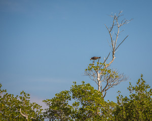 Osprey Eating his Fish in the Tree Tops