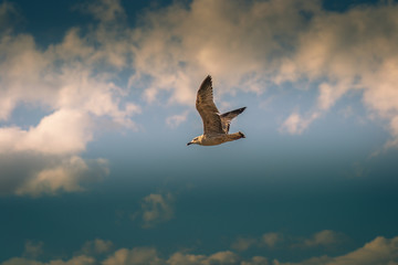 An elegant flight of a bird over the sea in morocco in summer