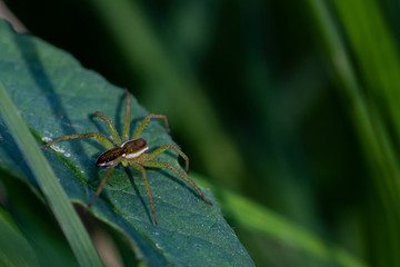 Spiders