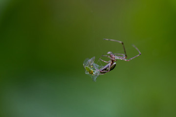 Spiders