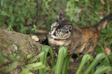 hunting