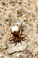 Spiders