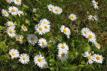 close-up of a daisy meadow ( Bellis perennis ) in bloom