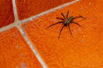 Spiders