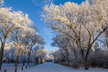 Winter Frost Saskatchewan
