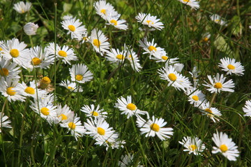close-up of a daisy meadow ( Bellis perennis ) 