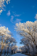 Winter Frost Saskatchewan