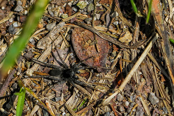 Spiders