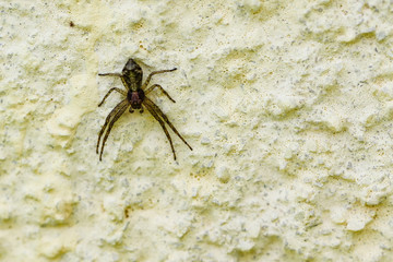 Spiders