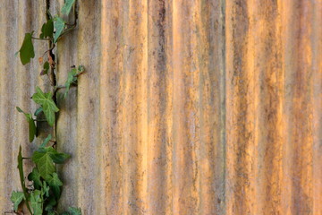 Ivy branch ( hedera helix ) climbing up a shining corrugated panel wall