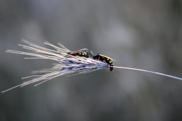 Big life of small insects
