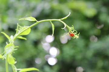 Ladybug hanging upside-down on a leave