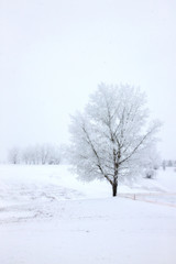 Fototapeta na wymiar Winter Frost Saskatchewan