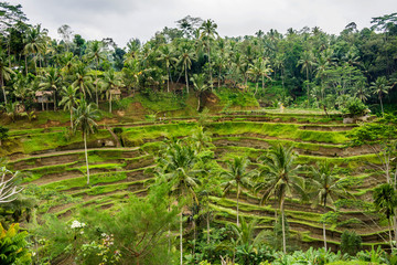 Fototapeta na wymiar Panoramic view of the Tegallalang Rice Terraces and vegetation, Ubud, Bali, Indonesia
