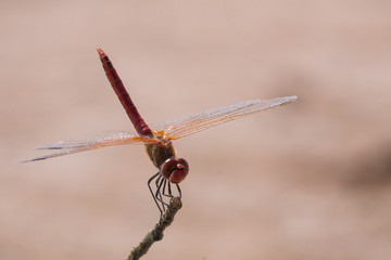 libellule dragonfly 