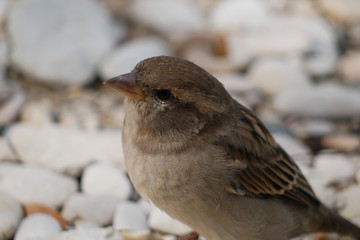 Vogel