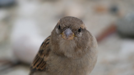 Vogel