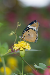 Obraz na płótnie Canvas butterflies in a beautiful flower garden