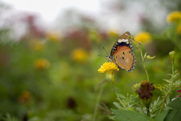 butterflies in a beautiful flower garden