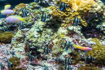 Obraz na płótnie Canvas Underwater landscape with coral reef and fish. The aquarium inhabitants of the underwater world.