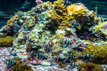 Naklejka na ściany i meble Underwater landscape with coral reef and fish. The aquarium inhabitants of the underwater world.