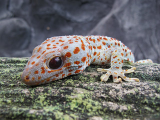 Tokay Gecko (Gecko Gecko) Close Up View