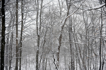 Fototapeta na wymiar forêt en hiver