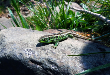 green lizard
