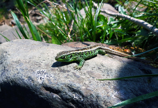 Green Lizard