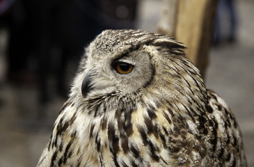Wild mammal owls