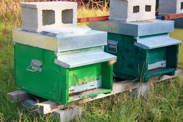 hive. hives. several rows of houses for bees of different colors in a garden