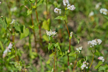 Field of buckwheat on a background of a stormy sky. Buckwheat, Fagopyrum esculentum, Japanese buckwheat and silverhull buckwheat blooming on the field. Close-up flowers of buckwheat