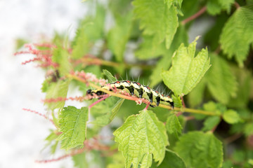 Caterpillars walking on the leaves