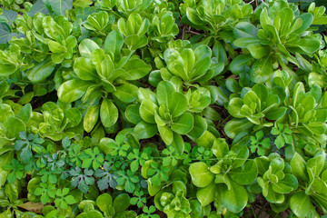 Fototapeta na wymiar Green Plants in Hawaii