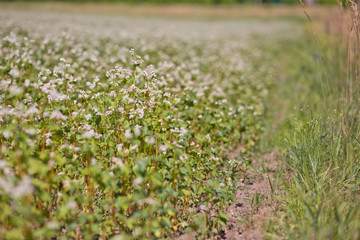 Field of buckwheat on a background of a stormy sky. Buckwheat, Fagopyrum esculentum, Japanese buckwheat and silverhull buckwheat blooming on the field. Close-up flowers of buckwheat