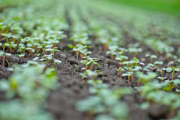 Field of sprout buckwheat on background of sky. Buckwheat, Fagopyrum esculentum, Japanese buckwheat and silverhull buckwheat on the field.