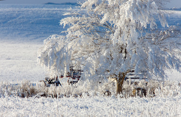 Winter Frost Saskatchewan